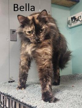 Enlarge Bella, a Adopted Domestic Long Hair in Crossville, TN image 2/3