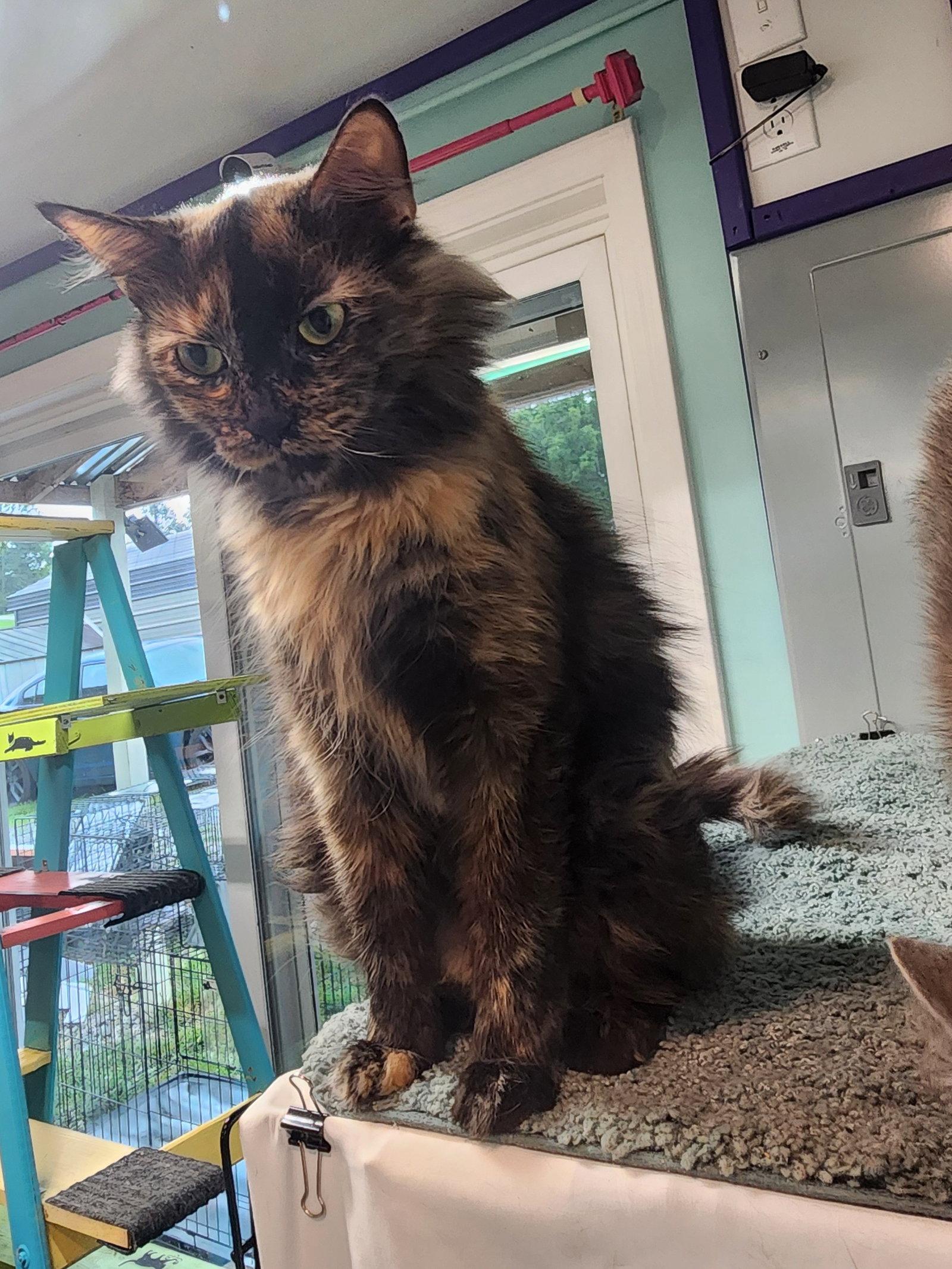 Enlarge Bella, a Adopted Domestic Long Hair in Crossville, TN image 3/3