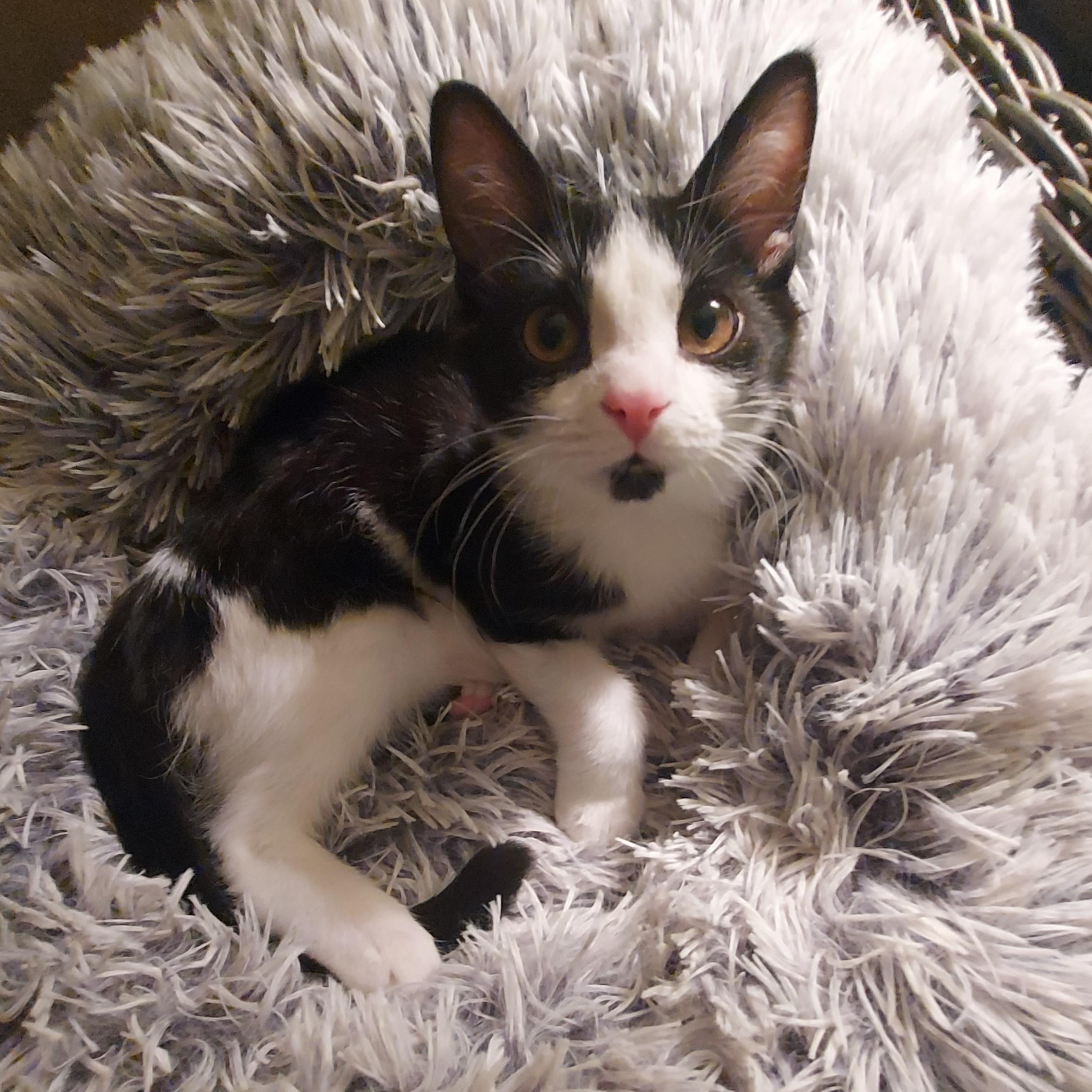 Toast, adopted, Kitten Male Domestic Short Hair.