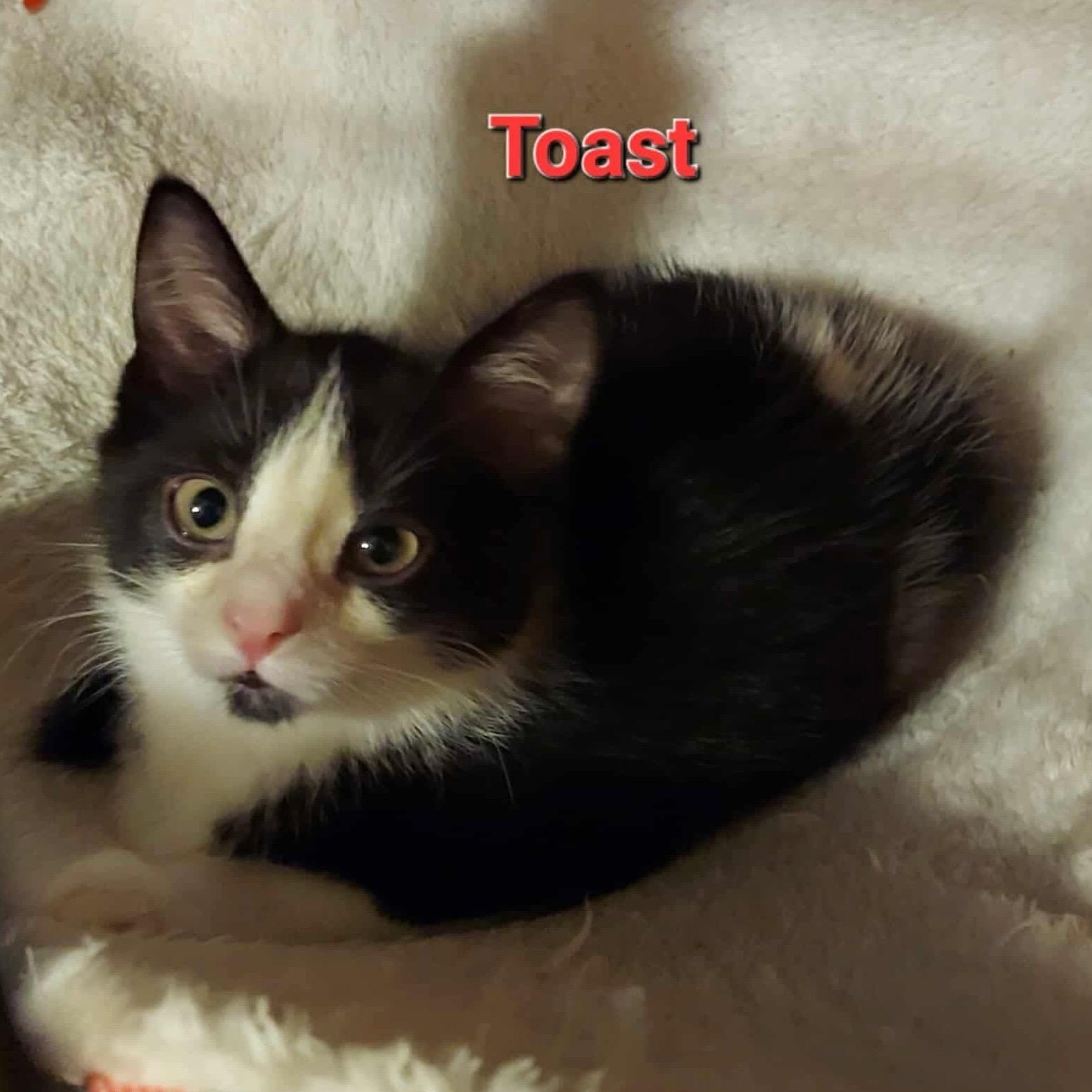 Enlarge Toast, an adopted Domestic Short Hair in North Huntingdon, PA image 5/5