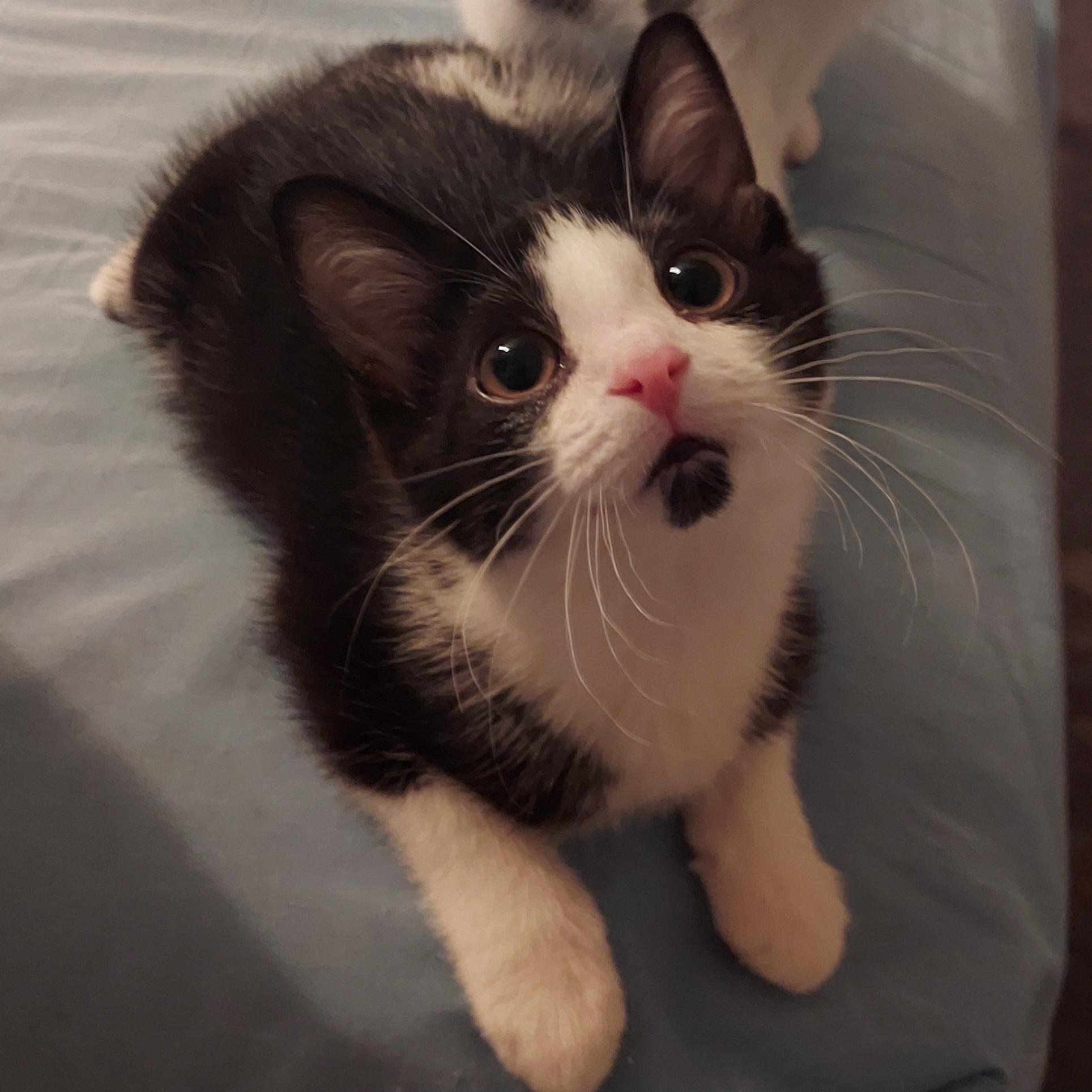 Enlarge Toast, an adopted Domestic Short Hair in North Huntingdon, PA image 3/5