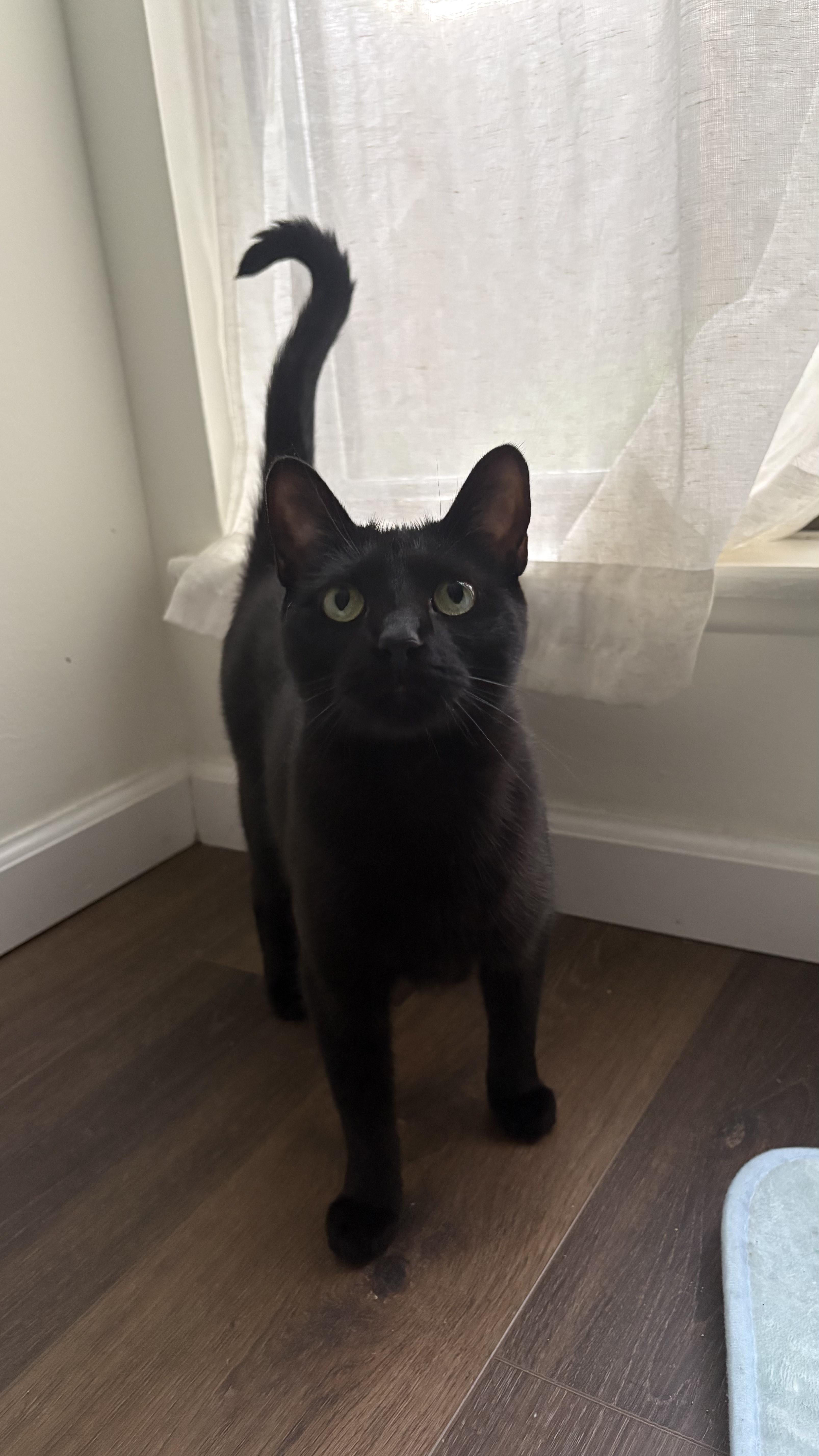 Waffle, ADOPTABLE, Young Female Domestic Short Hair.