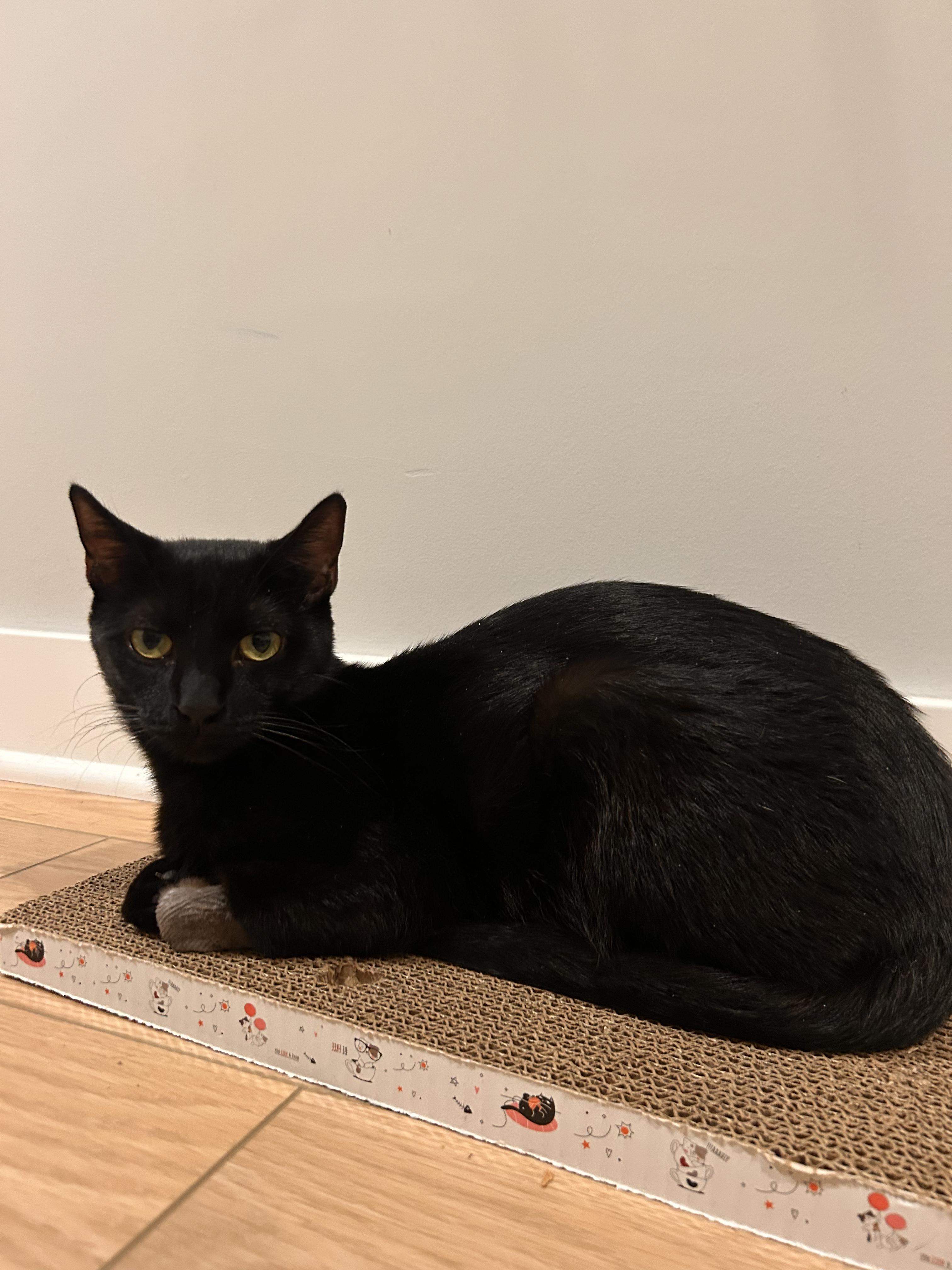 Enlarge Waffle, a ADOPTABLE Domestic Short Hair in Columbus, OH image 3/5