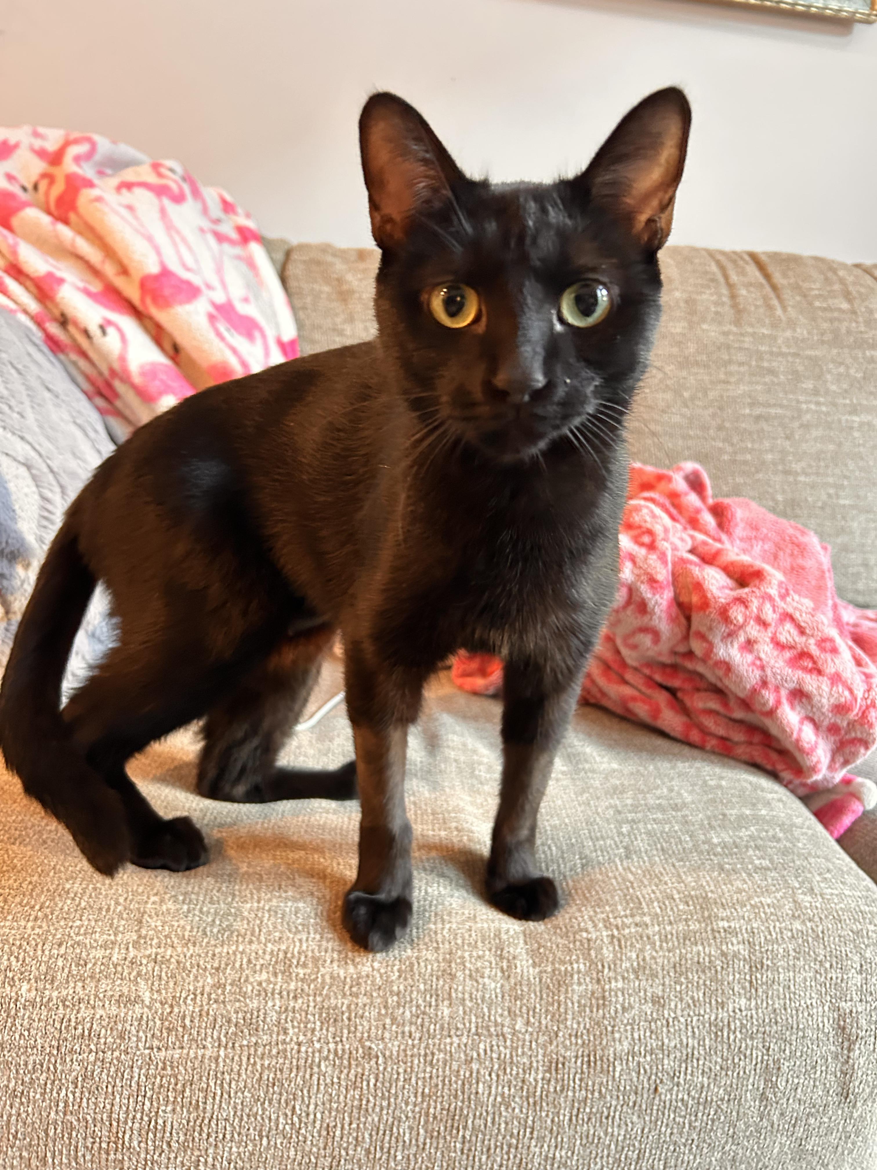 Enlarge Waffle, a ADOPTABLE Domestic Short Hair in Columbus, OH image 2/6