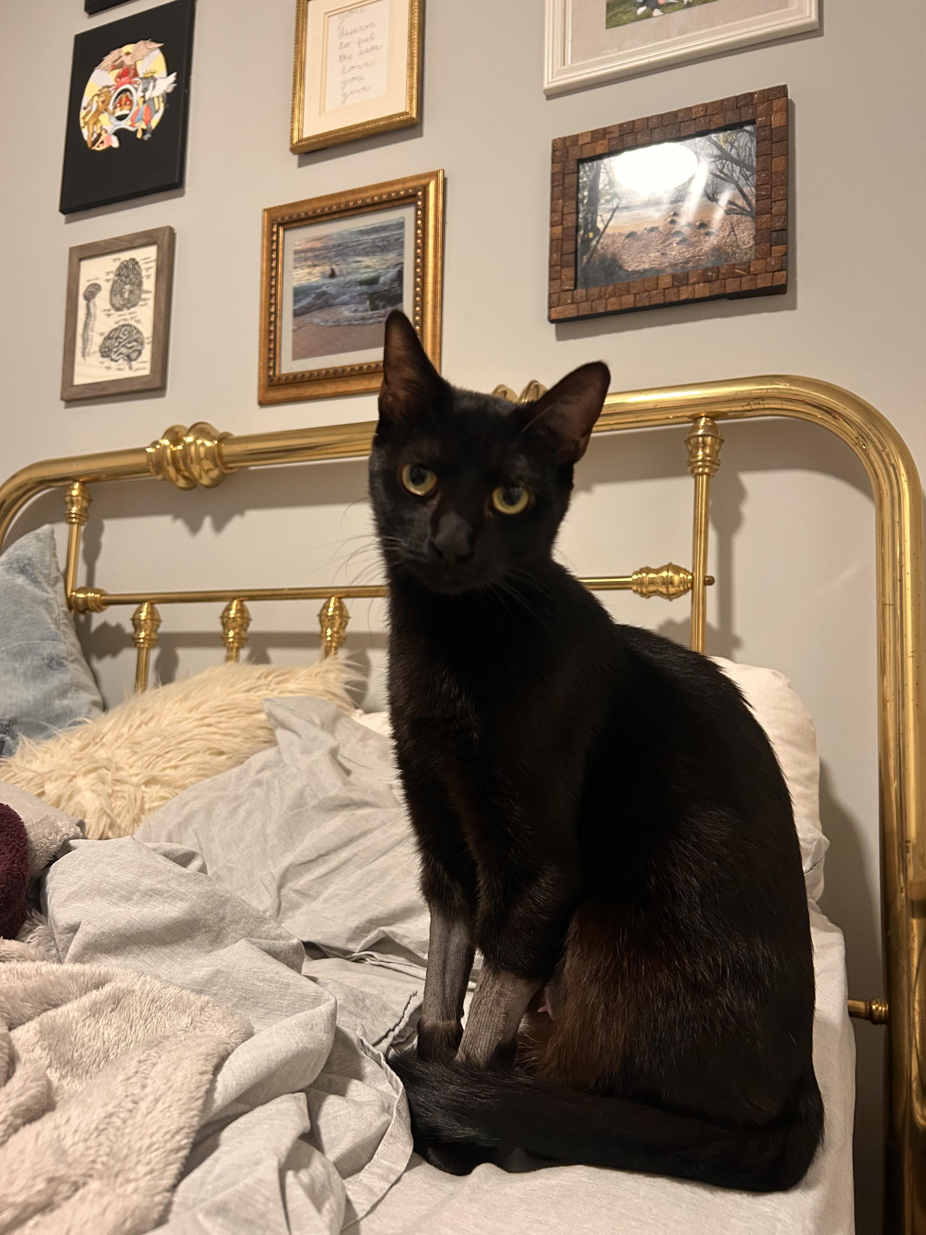 Enlarge Waffle, a ADOPTABLE Domestic Short Hair in Columbus, OH image 2/5