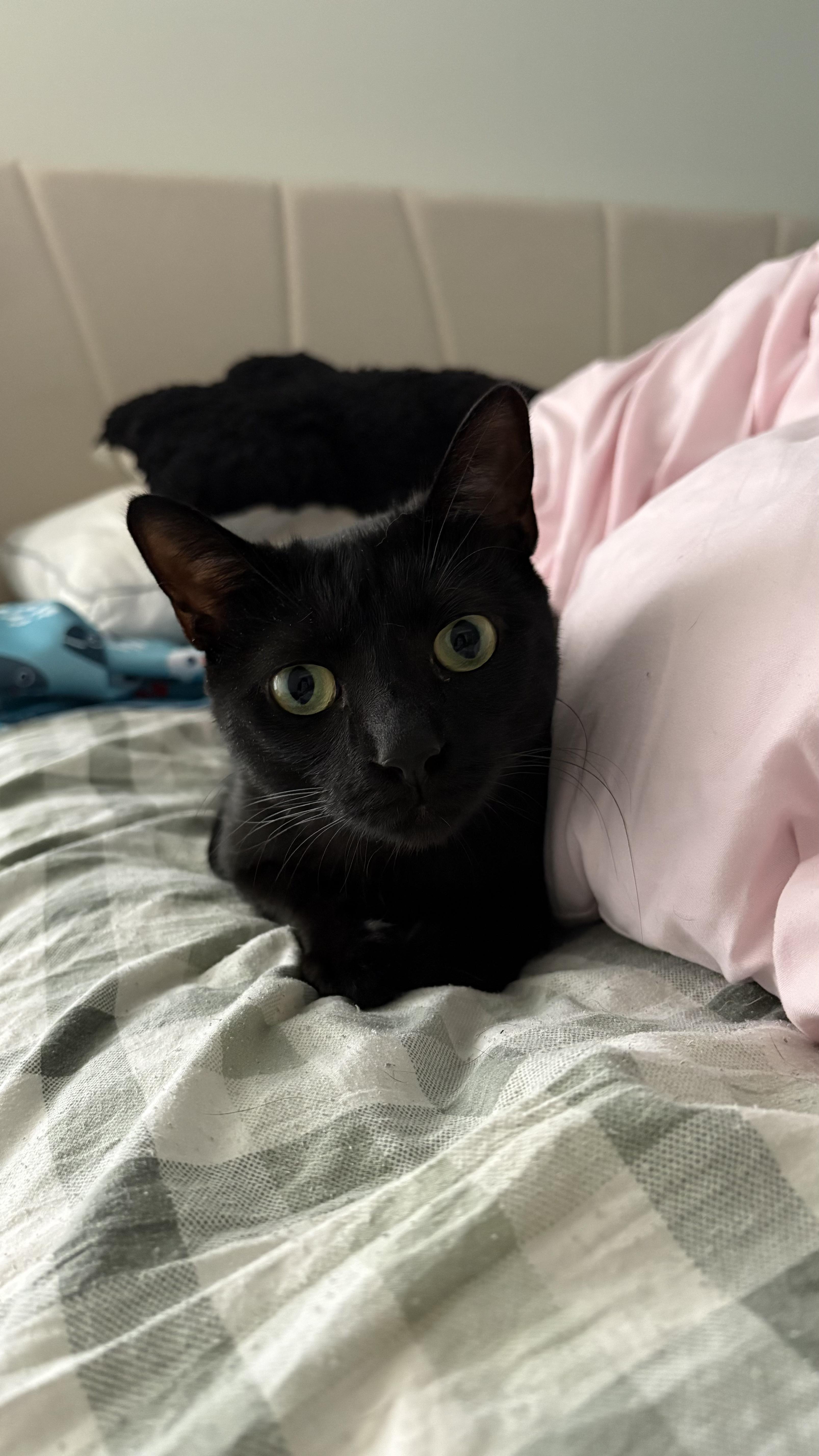 Waffle, a ADOPTABLE Domestic Short Hair in Columbus, OH image 5/6