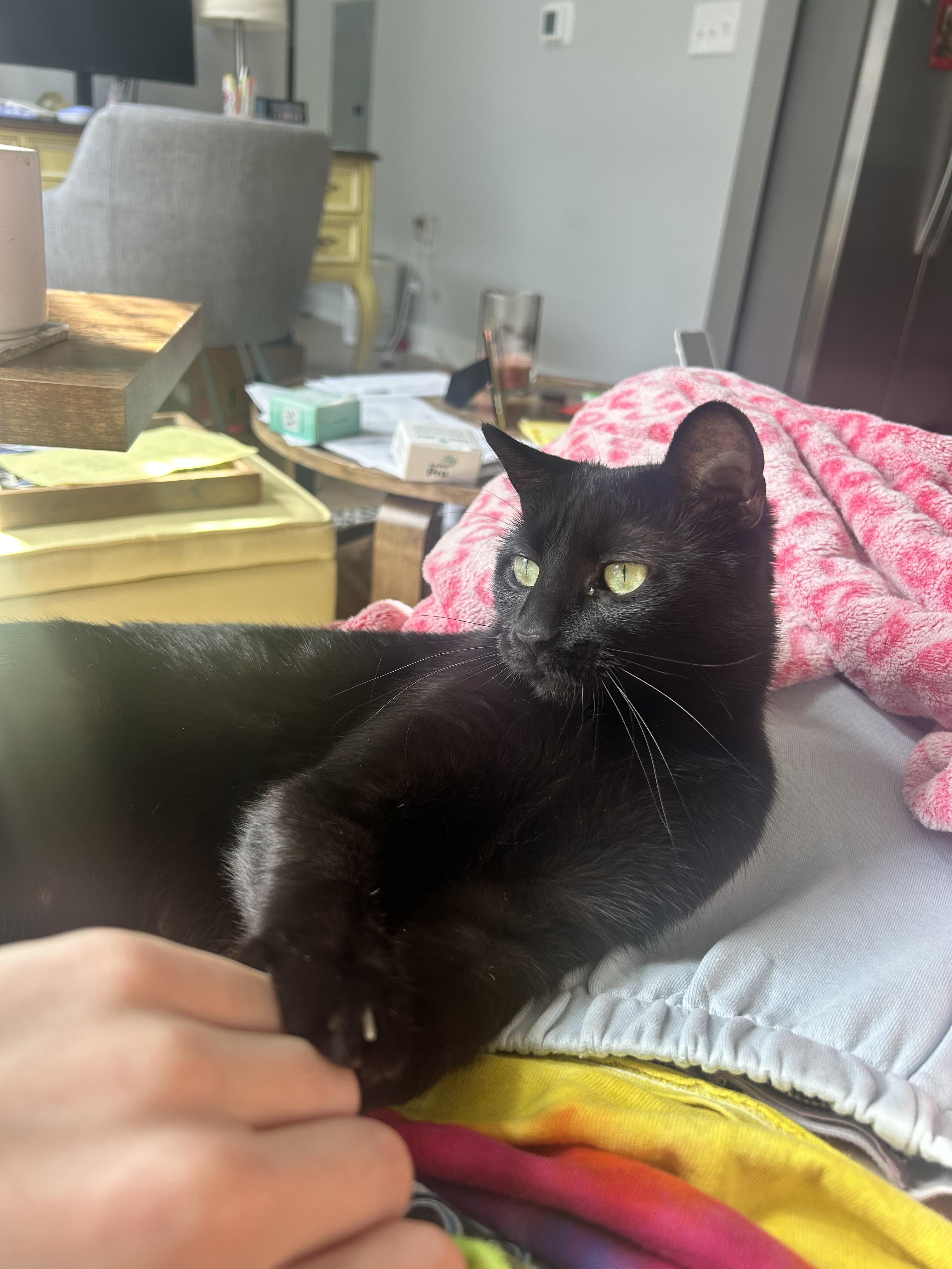 Waffle, a ADOPTABLE Domestic Short Hair in Columbus, OH image 4/6