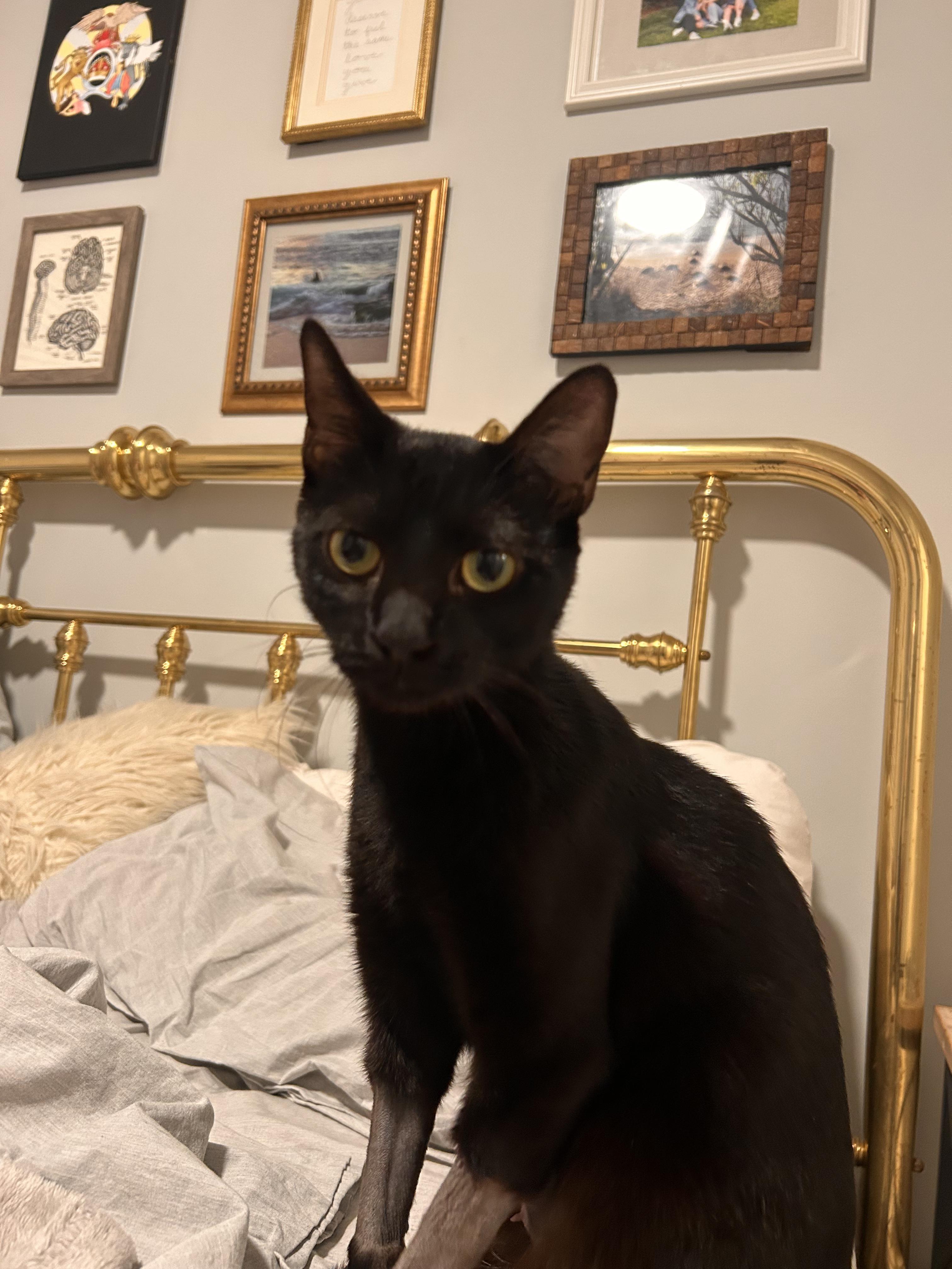 Enlarge Waffle, a ADOPTABLE Domestic Short Hair in Columbus, OH image 5/5