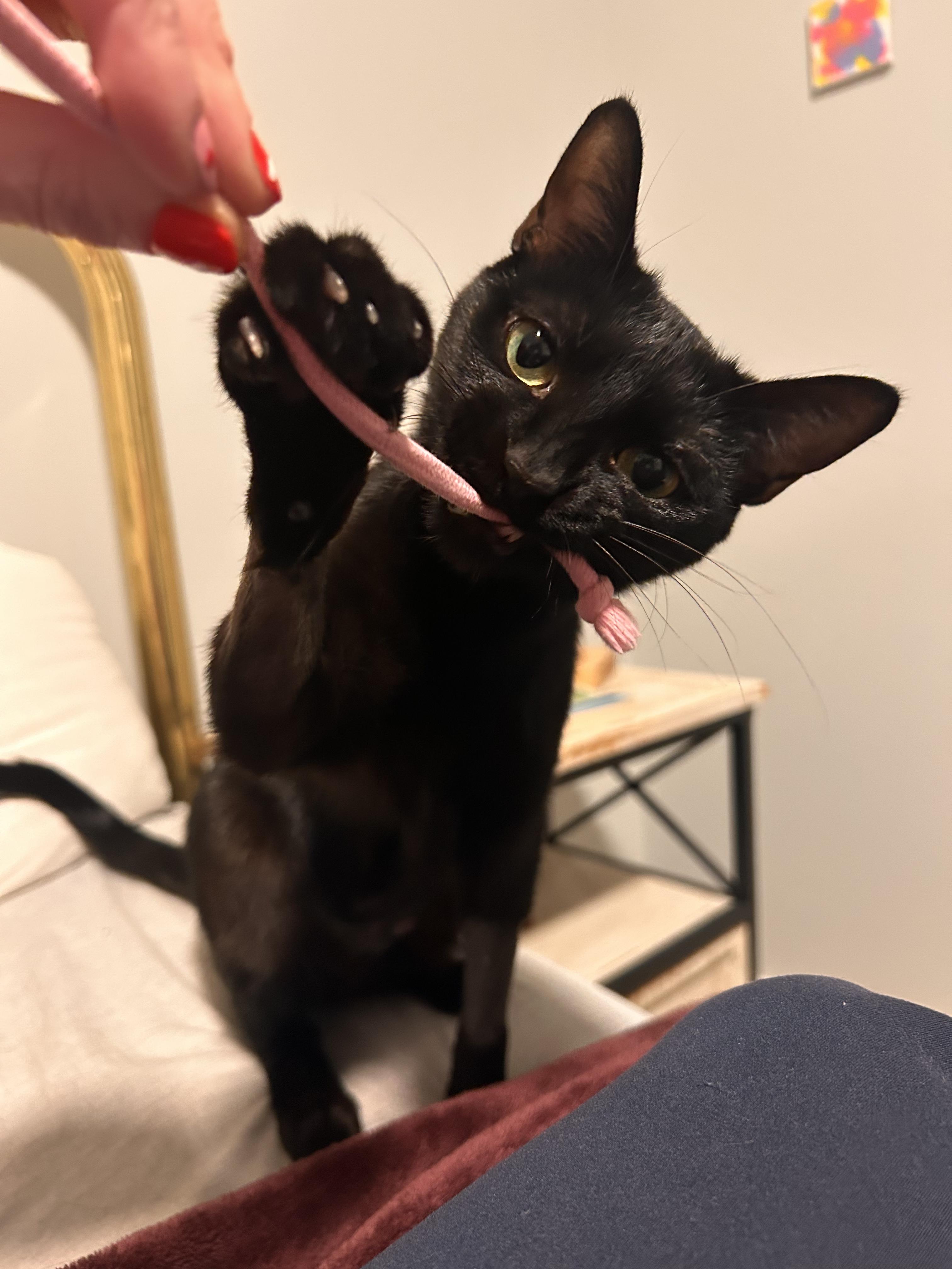 Enlarge Waffle, a ADOPTABLE Domestic Short Hair in Columbus, OH image 1/5