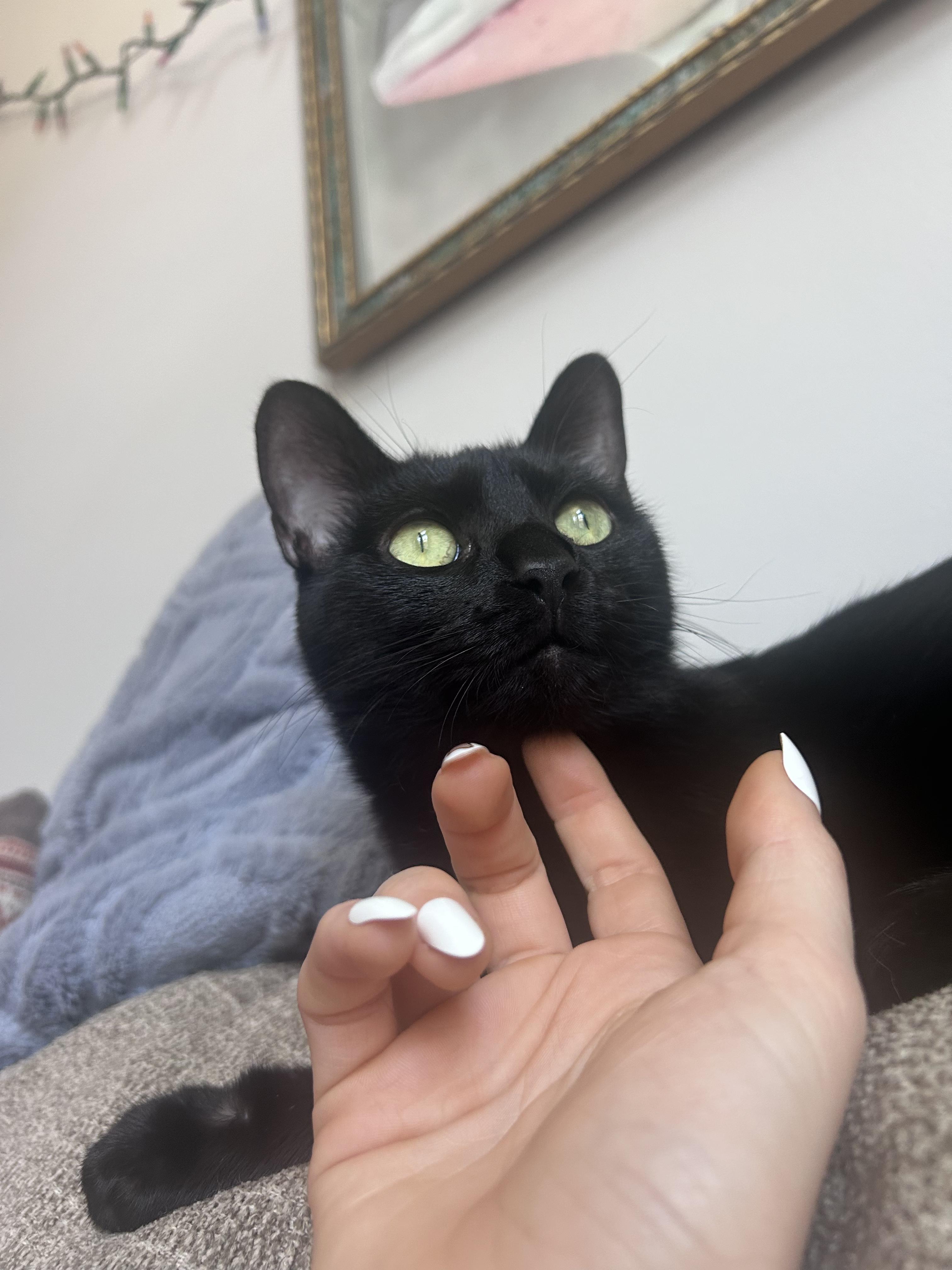 Enlarge Waffle, a ADOPTABLE Domestic Short Hair in Columbus, OH image 6/6