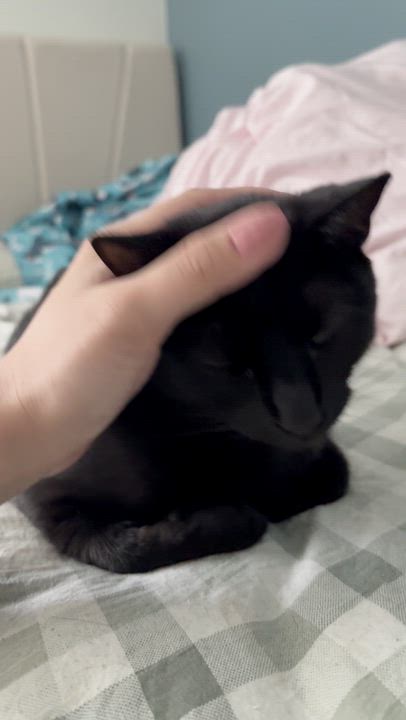 Enlarge Waffle, a ADOPTABLE Domestic Short Hair in Columbus, OH video 6/6