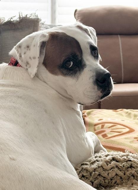 Carrie, ADOPTABLE, Adult Female American Bulldog & Boxer.