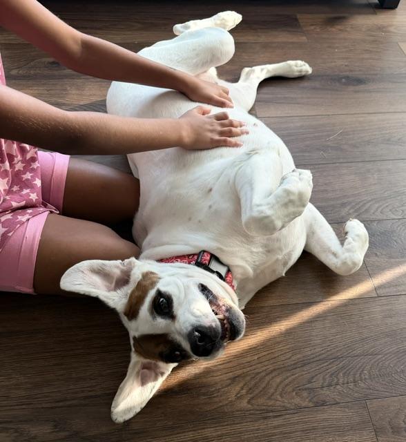 Enlarge Carrie, a ADOPTABLE mixed breed in Aurora, IL image 2/4