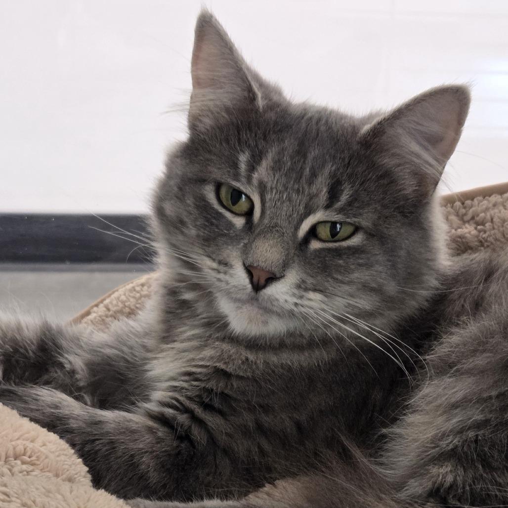 Enlarge Pony, a Adoptable mixed breed in Voorhees, NJ image 2/2