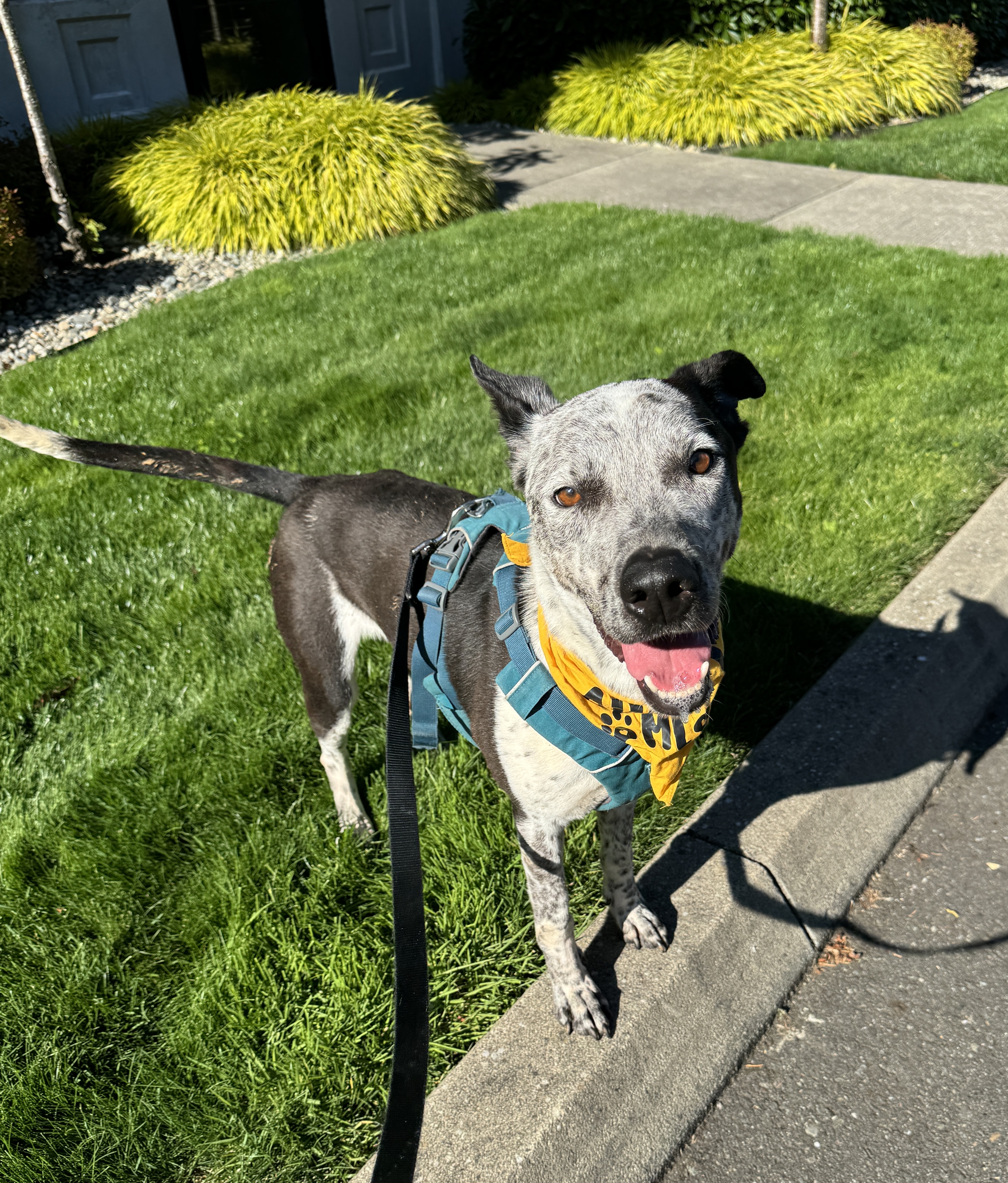 Enlarge Bandit, a Adoptable mixed breed in lynnwood , WA image 5/6