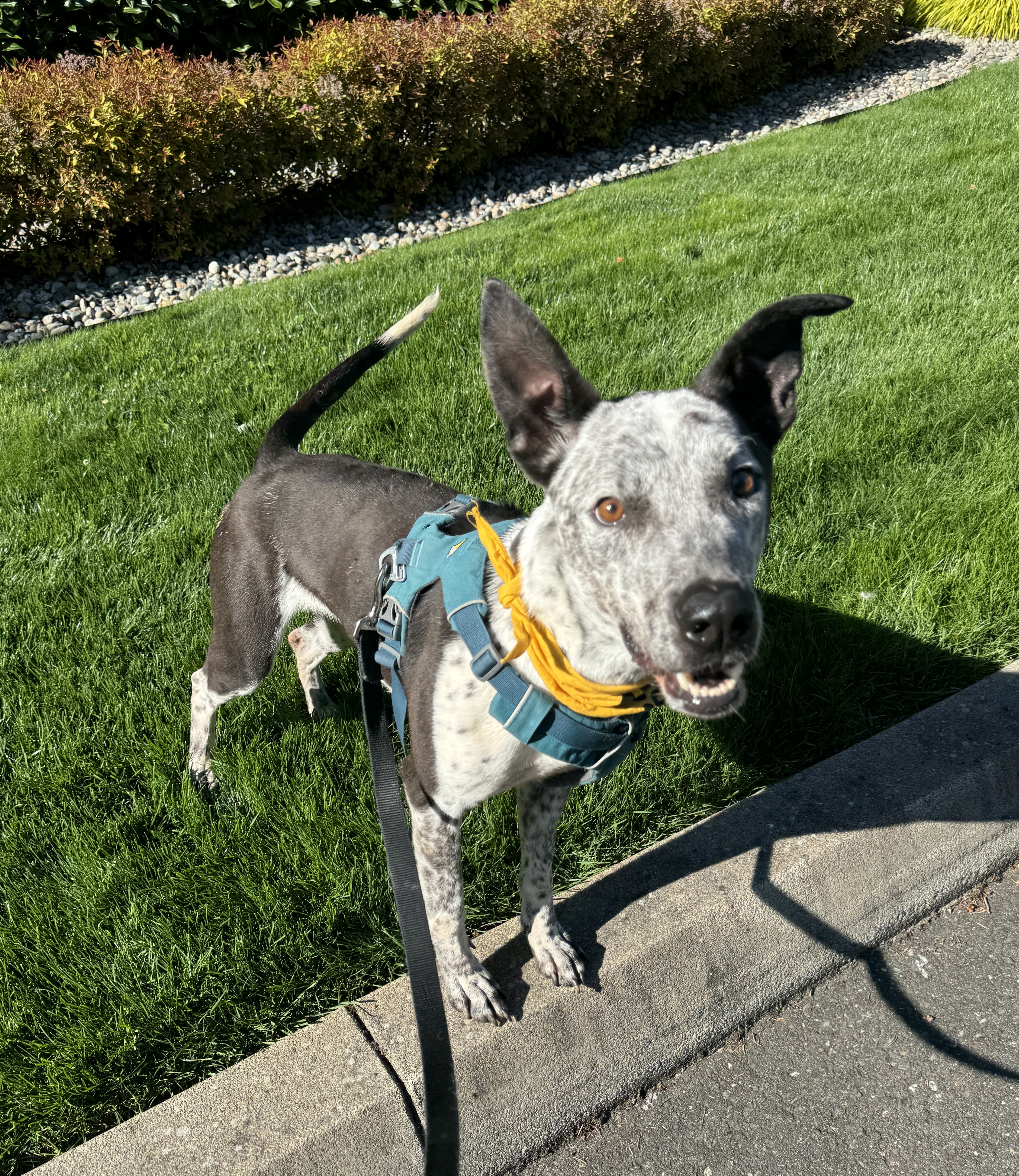 Enlarge Bandit, a Adoptable mixed breed in lynnwood , WA image 2/6