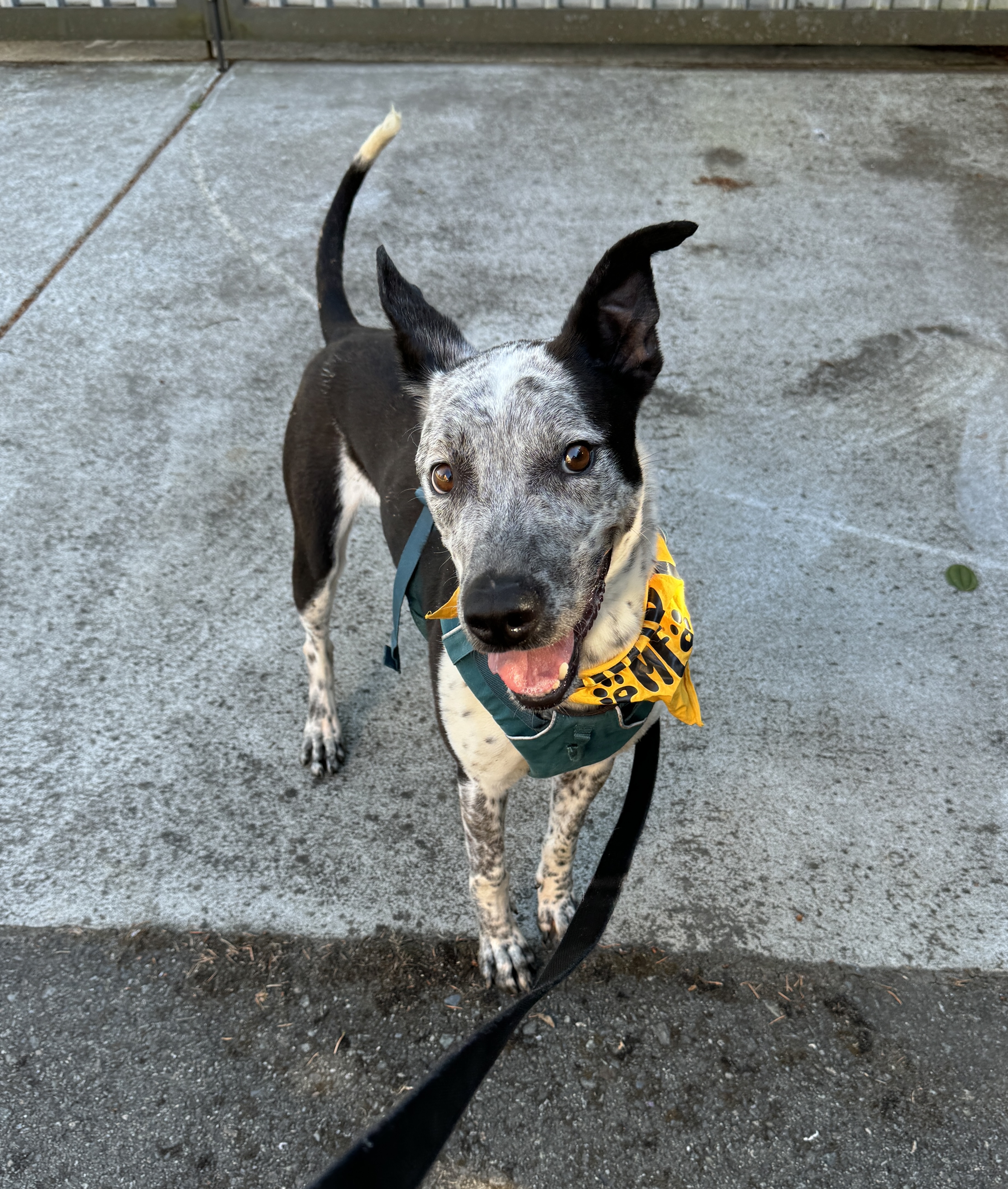 Enlarge Bandit, a Adoptable mixed breed in lynnwood , WA image 4/6