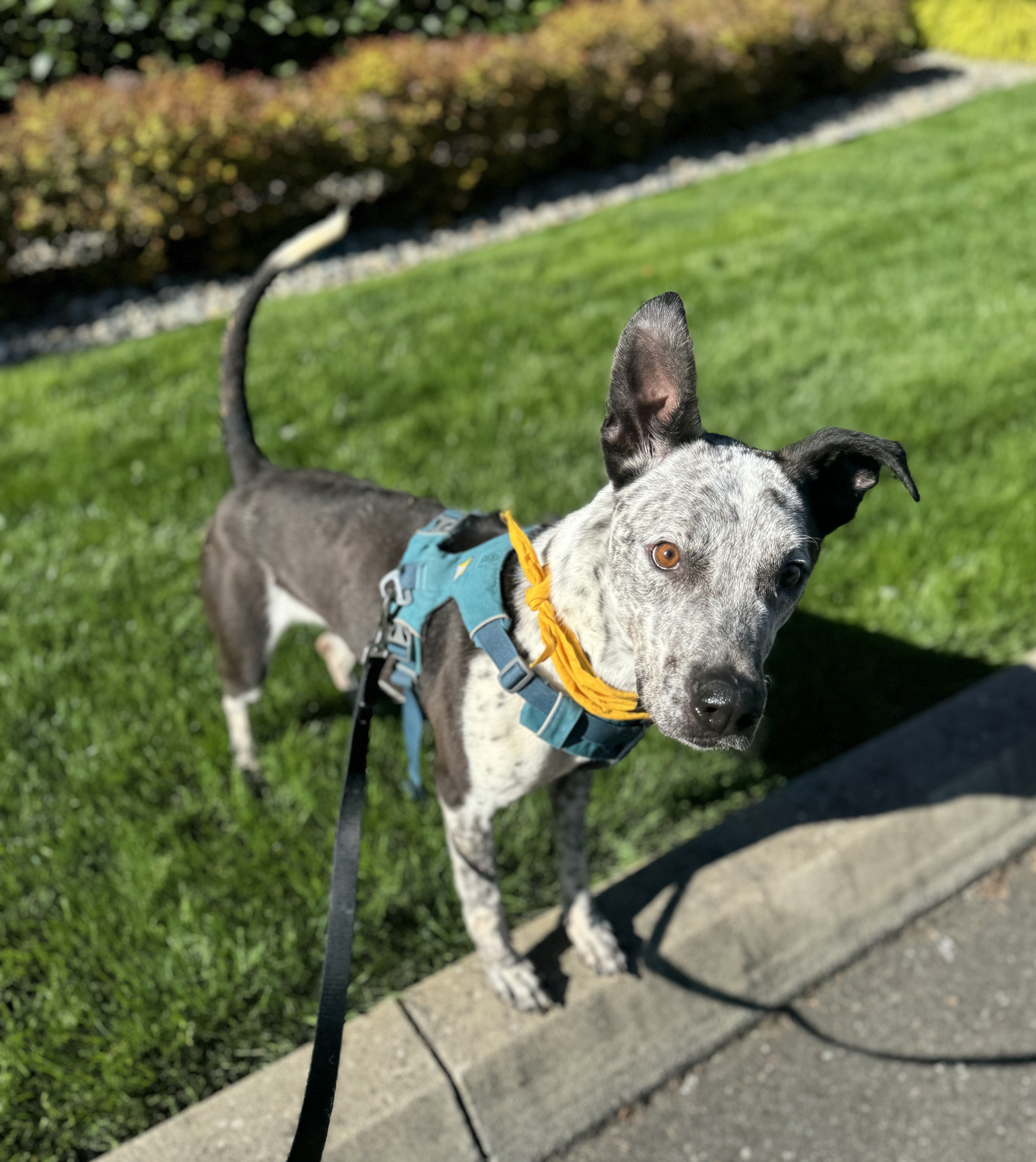 Enlarge Bandit, a Adoptable mixed breed in lynnwood , WA image 3/6
