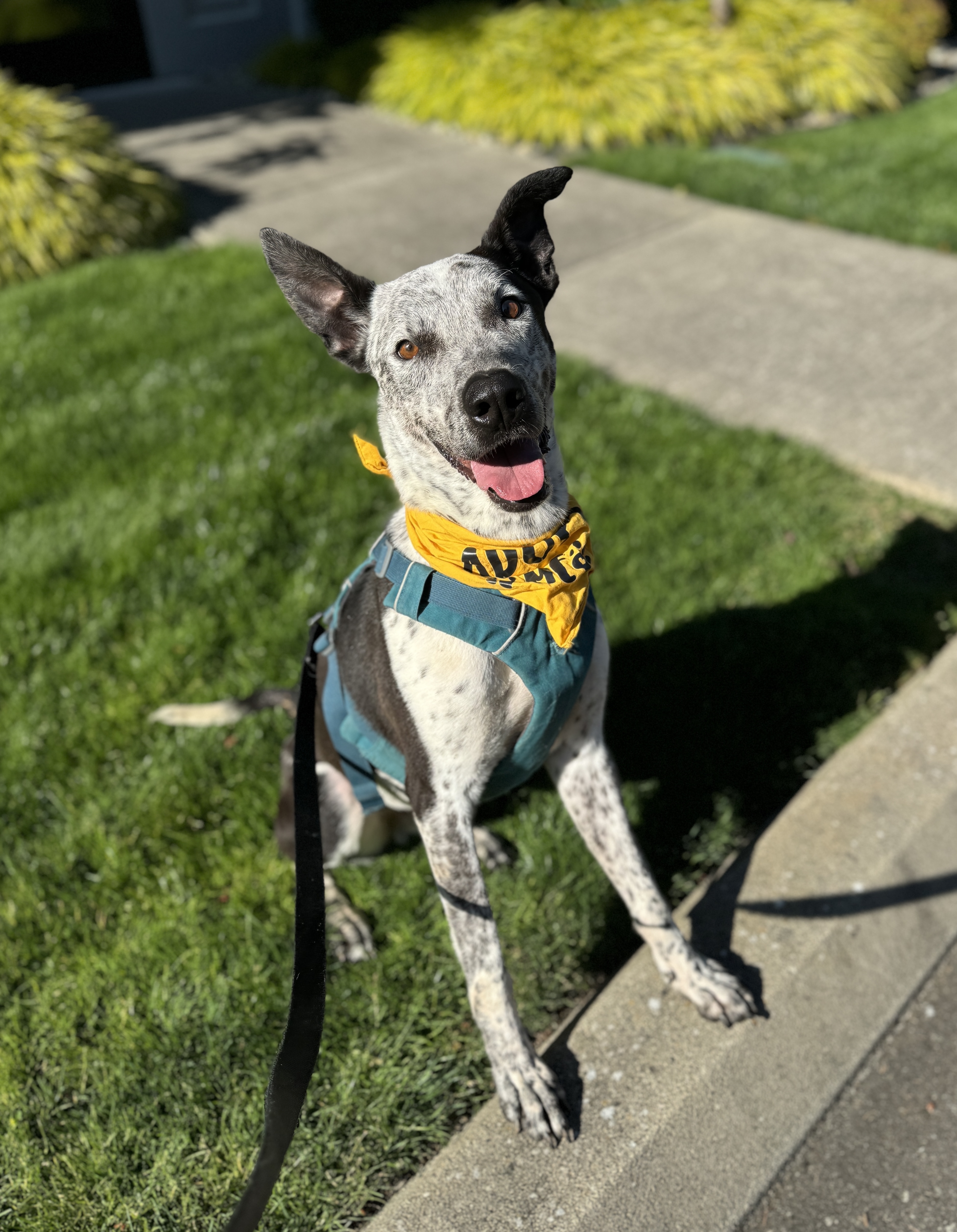 Enlarge Bandit, a Adoptable mixed breed in lynnwood , WA image 1/6