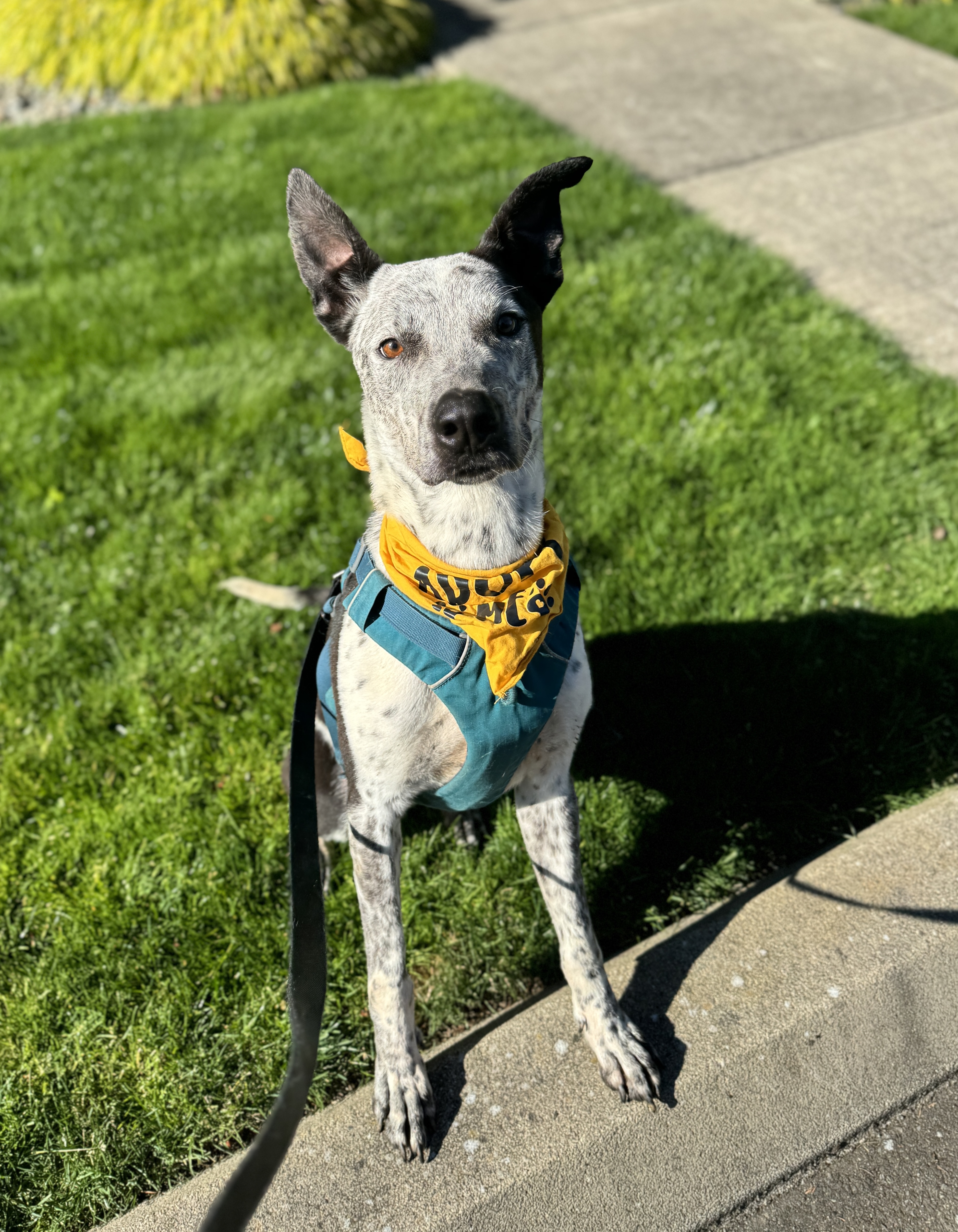 Enlarge Bandit, a Adoptable mixed breed in lynnwood , WA image 6/6