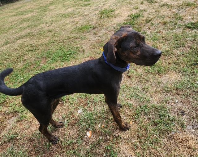 Henley, a ADOPTABLE mixed breed in Manhasset, NY image 3/3