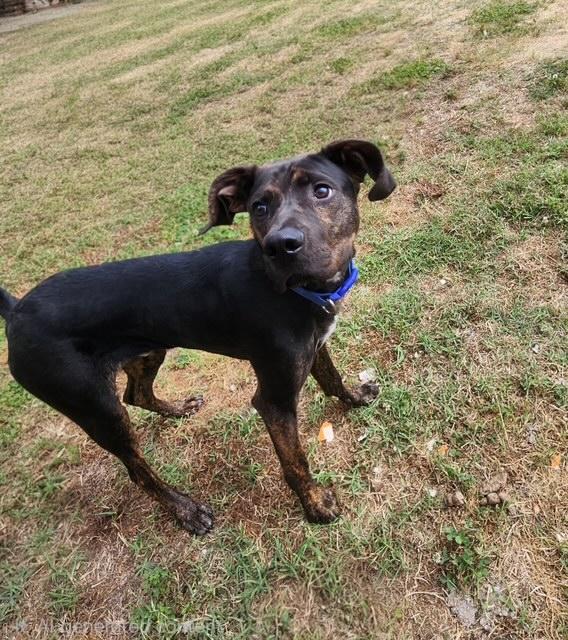 Henley, a ADOPTABLE mixed breed in Manhasset, NY image 2/3
