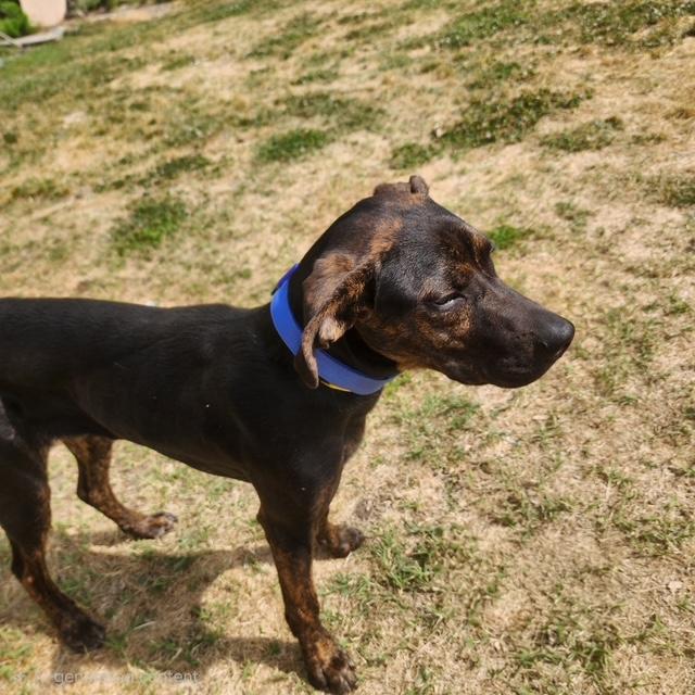 Henley, ADOPTABLE, Young Male Plott Hound.