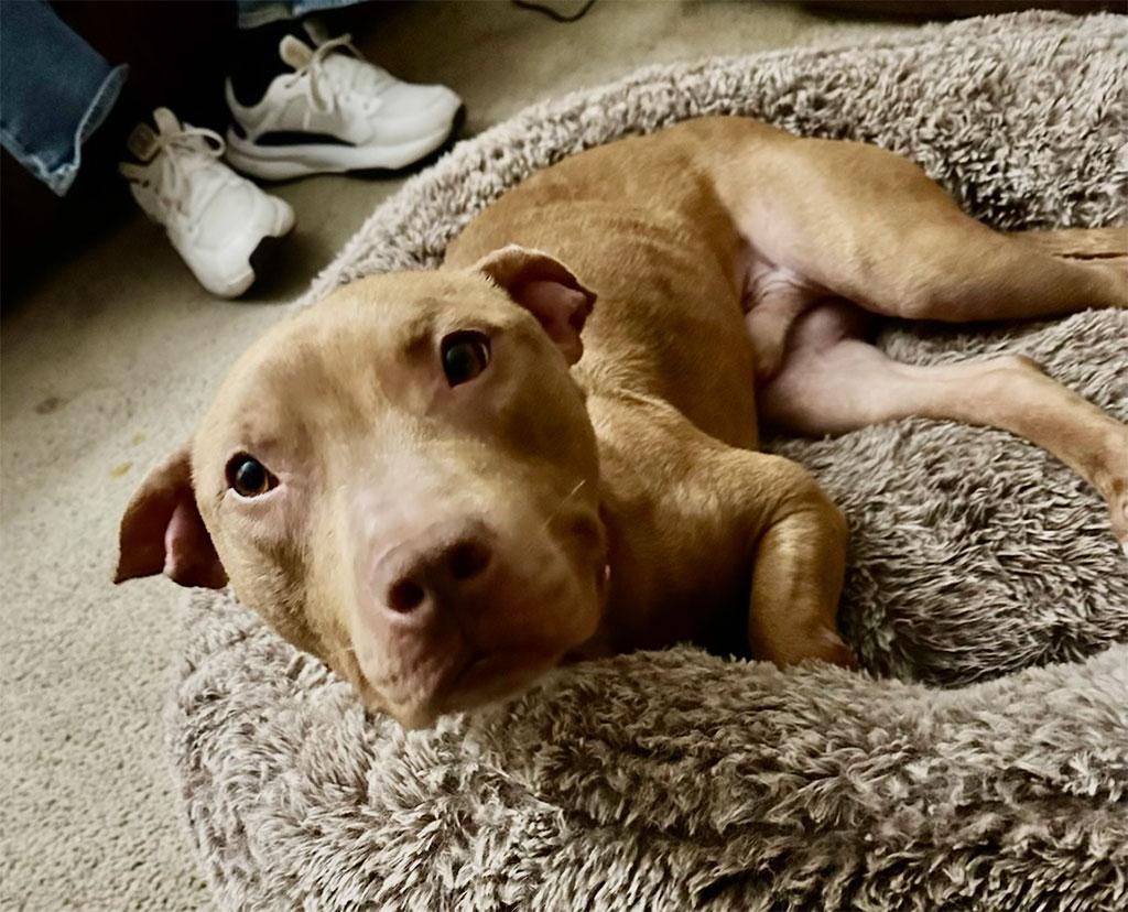 Enlarge Aries, a ADOPTABLE Pit Bull Terrier in Bowie, MD image 6/6