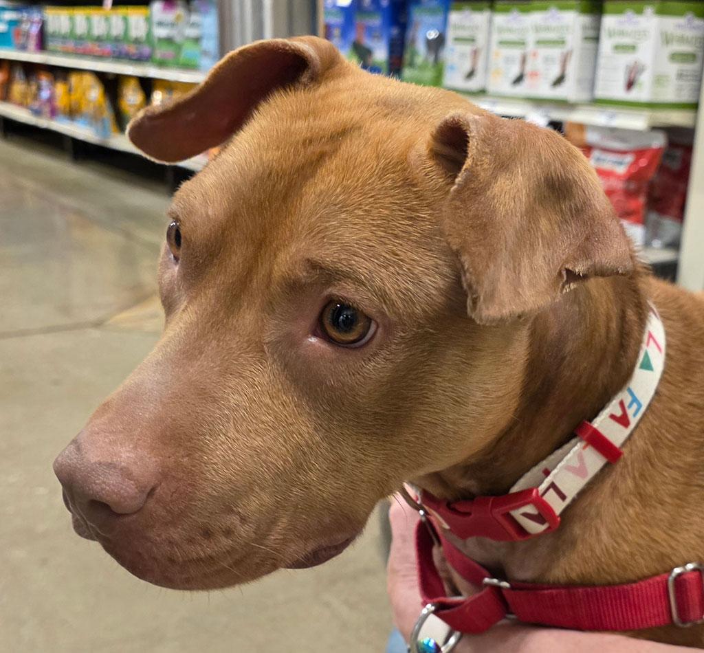 Enlarge Aries, a ADOPTABLE Pit Bull Terrier in Bowie, MD image 3/6