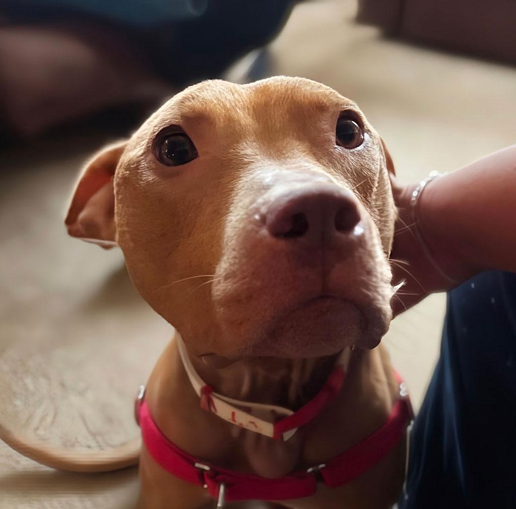 Enlarge Aries, a ADOPTABLE Pit Bull Terrier in Bowie, MD image 5/6