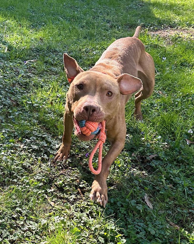 Enlarge Aries, a ADOPTABLE Pit Bull Terrier in Bowie, MD image 2/6