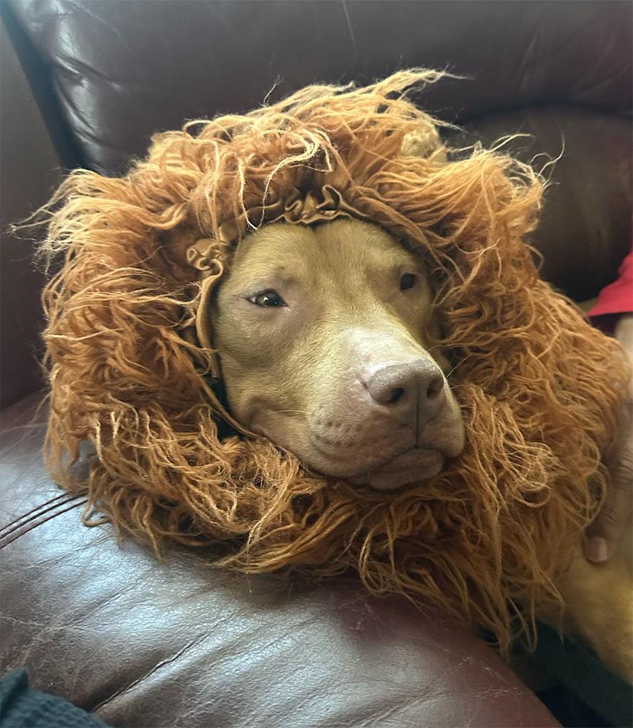 Enlarge Aries, a ADOPTABLE Pit Bull Terrier in Bowie, MD image 4/6