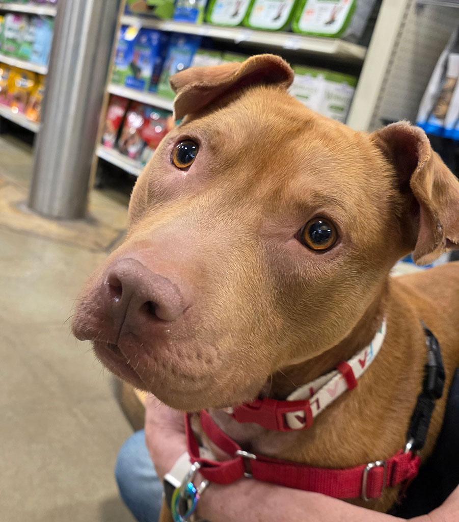 Aries, ADOPTABLE, Young Male Pit Bull Terrier.