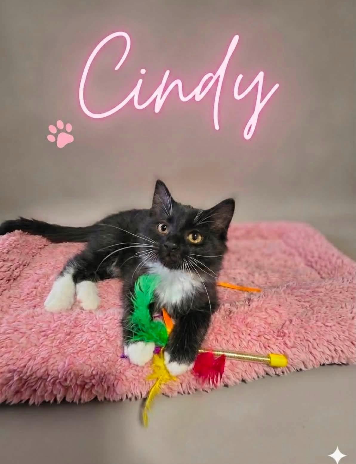 Cindy, ADOPTABLE, Kitten Female Domestic Medium Hair.