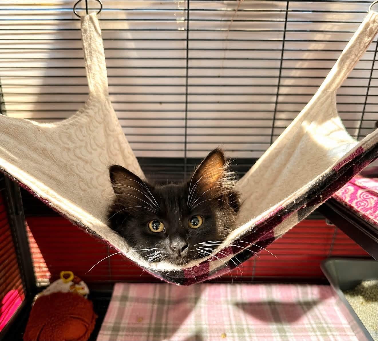 Enlarge Cindy, a ADOPTABLE Domestic Medium Hair in Saginaw, MI image 2/2