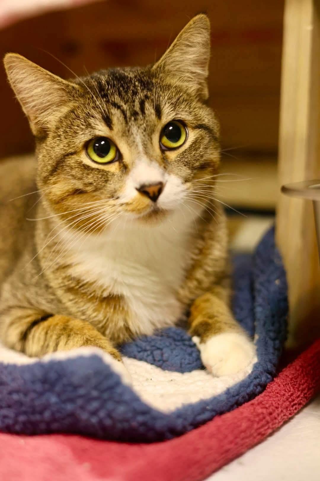 Enlarge Boo, a Adoptable Domestic Short Hair in Duluth, MN image 1/2