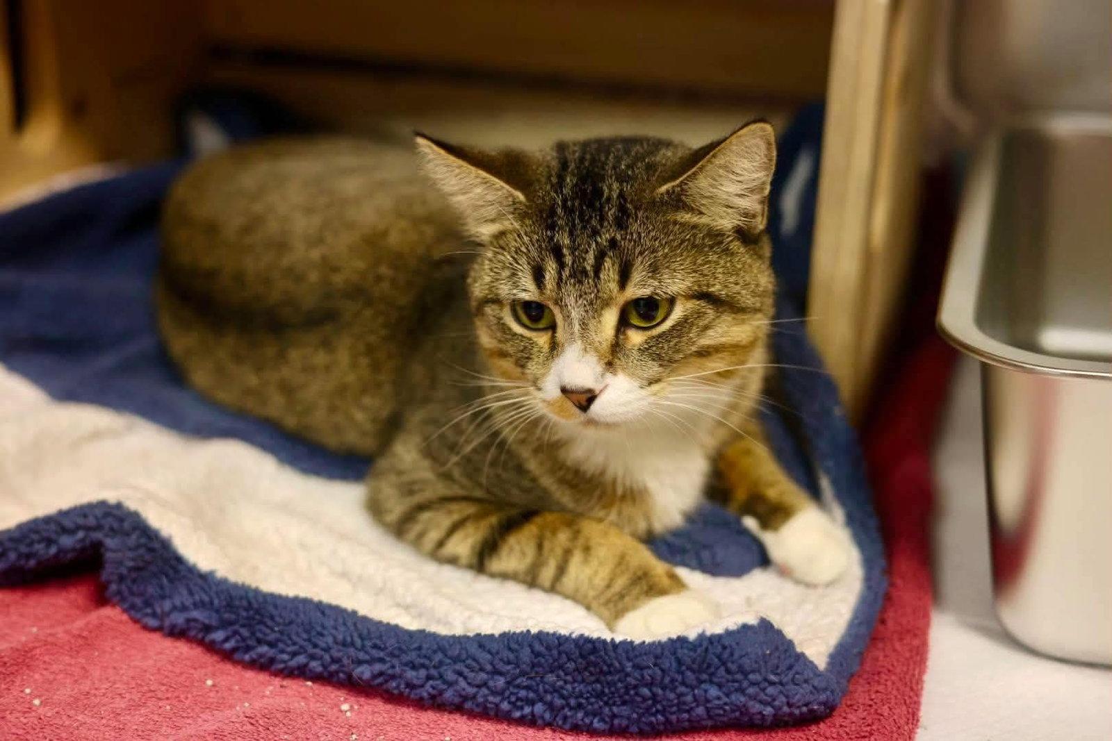 Enlarge Boo, a Adoptable Domestic Short Hair in Duluth, MN image 2/2
