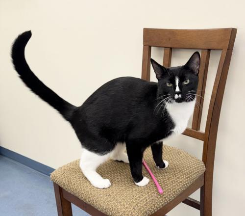 Ezra, a Adoptable mixed breed in St. Johnsbury, VT image 2/3