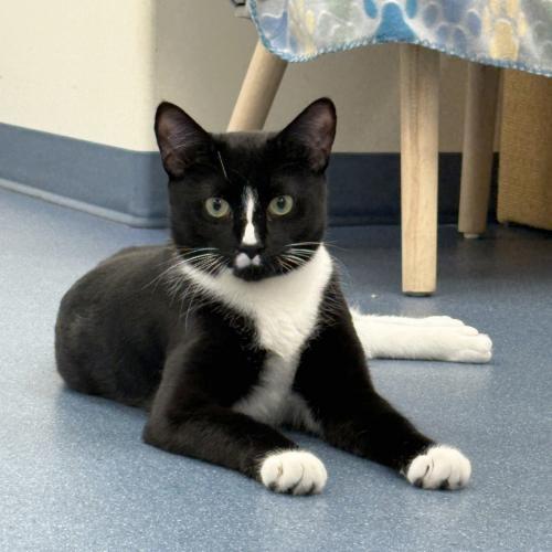 Ezra, a Adoptable mixed breed in St. Johnsbury, VT image 3/3