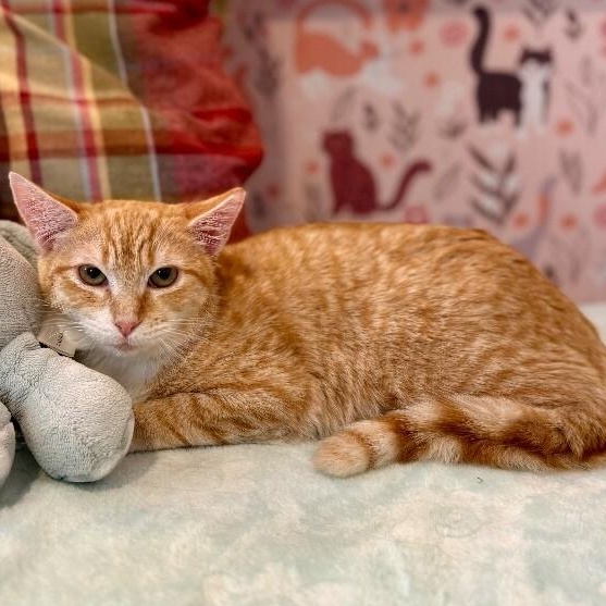 Peaches the Sweet — thumbnail 3