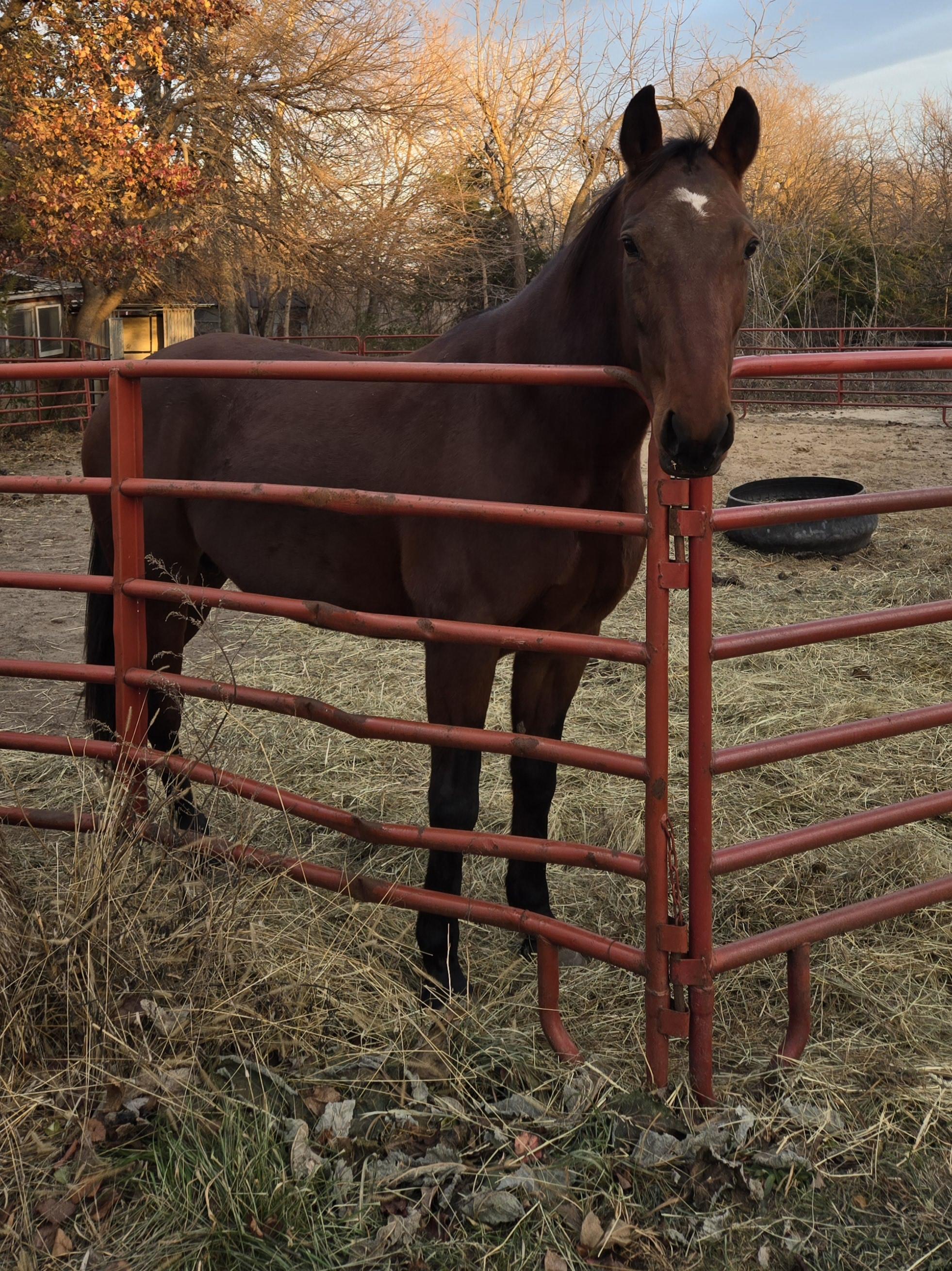 Lola, Adopted, Adult Female Gaited.