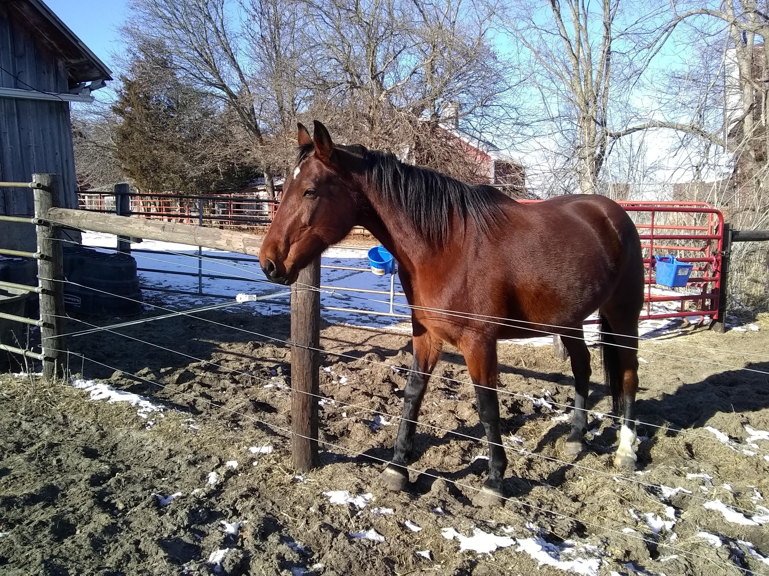 Enlarge Lola, a Adopted Gaited in Cedar Rapids, IA image 2/4