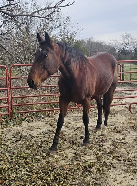 Enlarge Lola, a Adopted Gaited in Cedar Rapids, IA image 3/4
