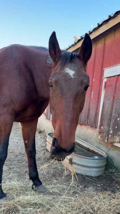 Enlarge Lola, a Adopted Gaited in Cedar Rapids, IA video 4/4