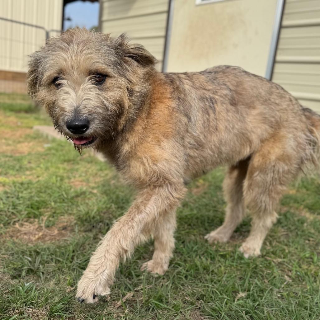 Luna Belle thumbnail 3