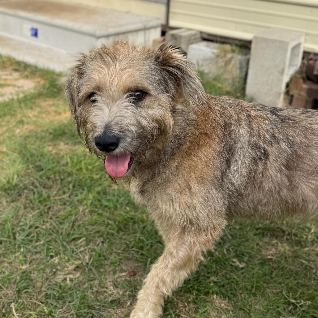 Luna Belle thumbnail 5