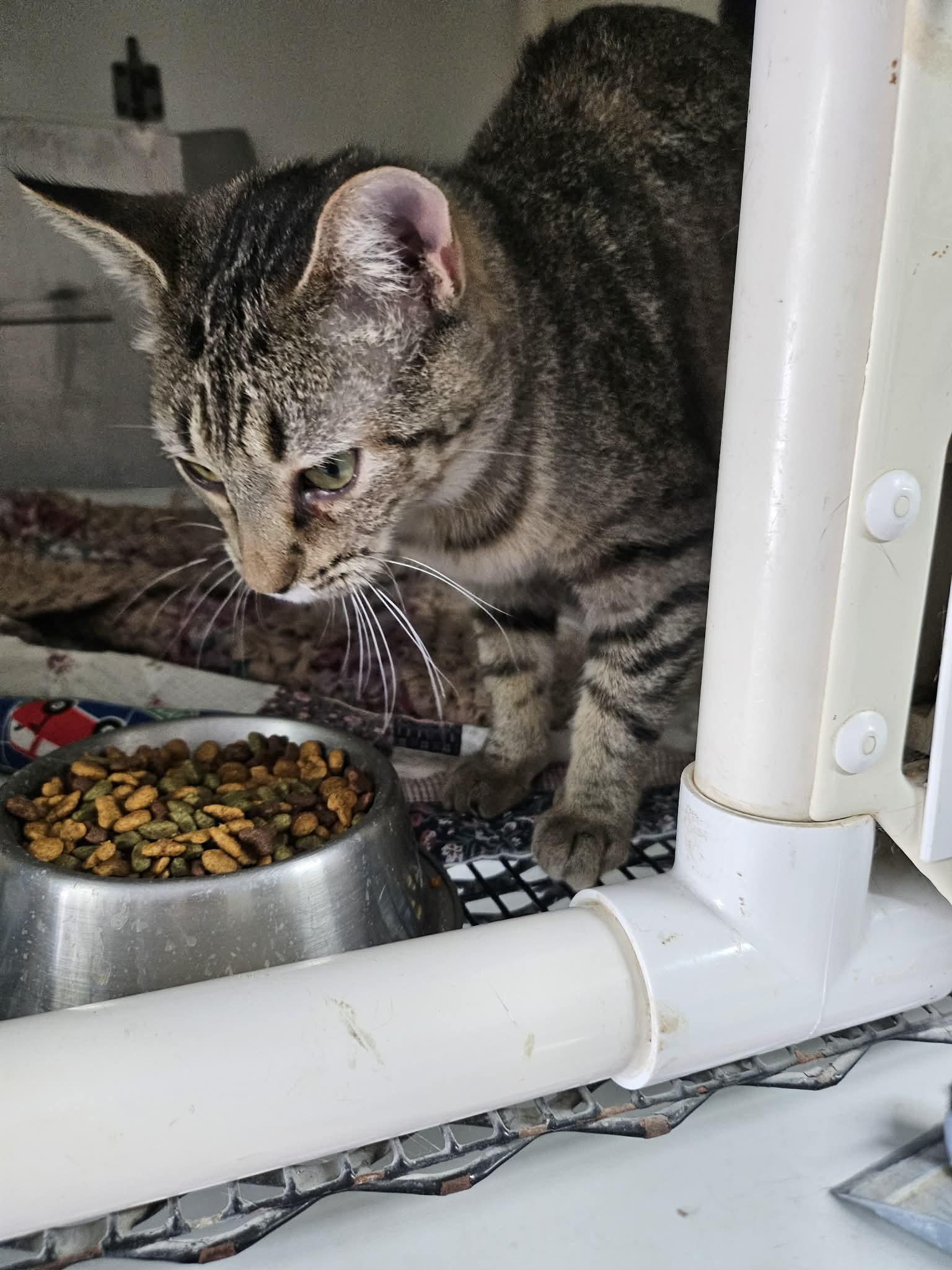 Sarah, ADOPTABLE, Young Female Domestic Short Hair.