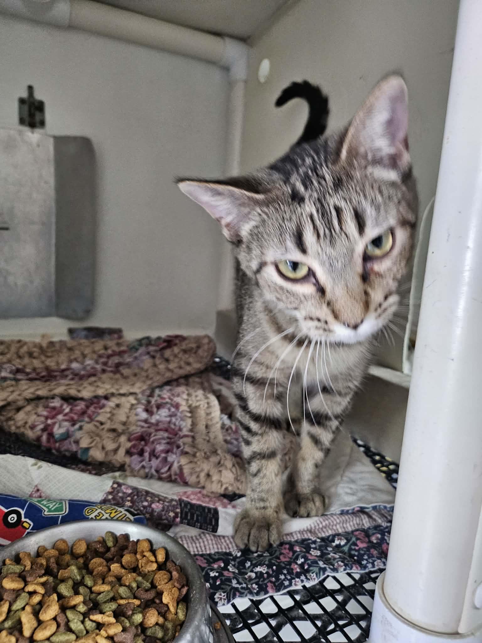 Enlarge Sarah, a ADOPTABLE Domestic Short Hair in Chappell, NE image 2/3