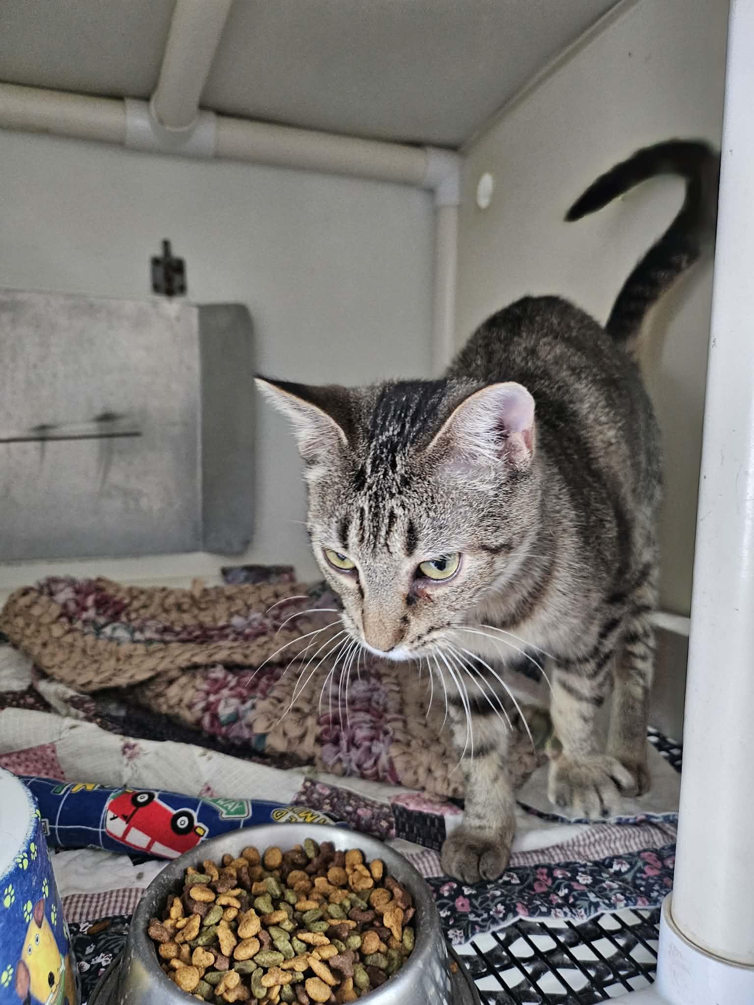 Enlarge Sarah, a ADOPTABLE Domestic Short Hair in Chappell, NE image 3/3