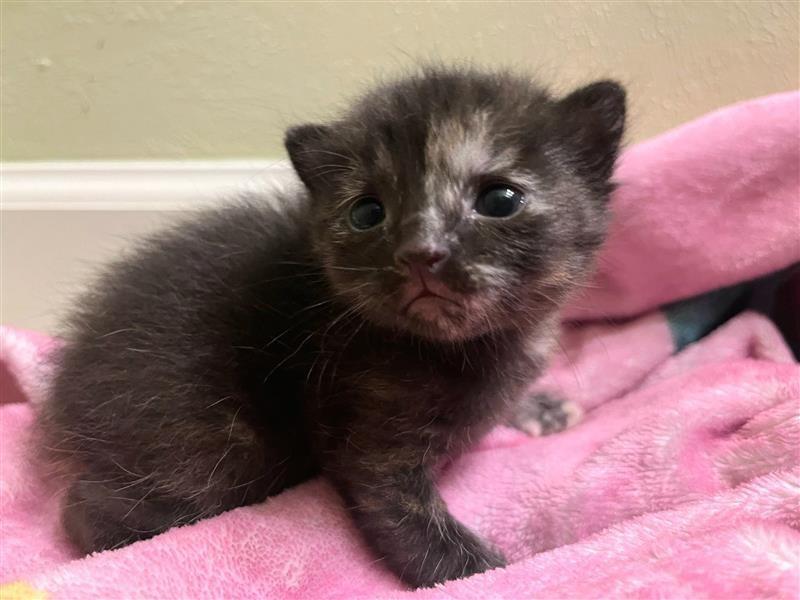 Minestrone, Adoptable, Kitten Female Domestic Short Hair.